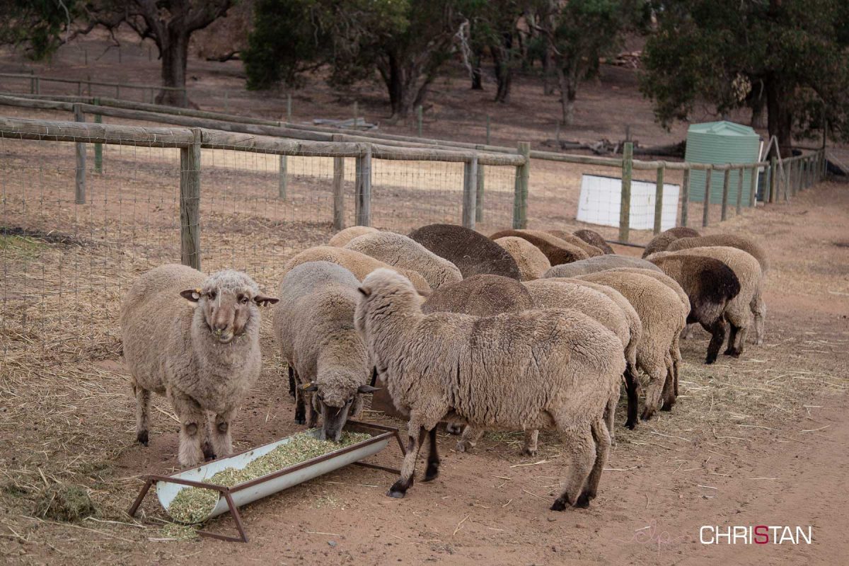 Christan-Farm---Dinner-time-for-the-girls