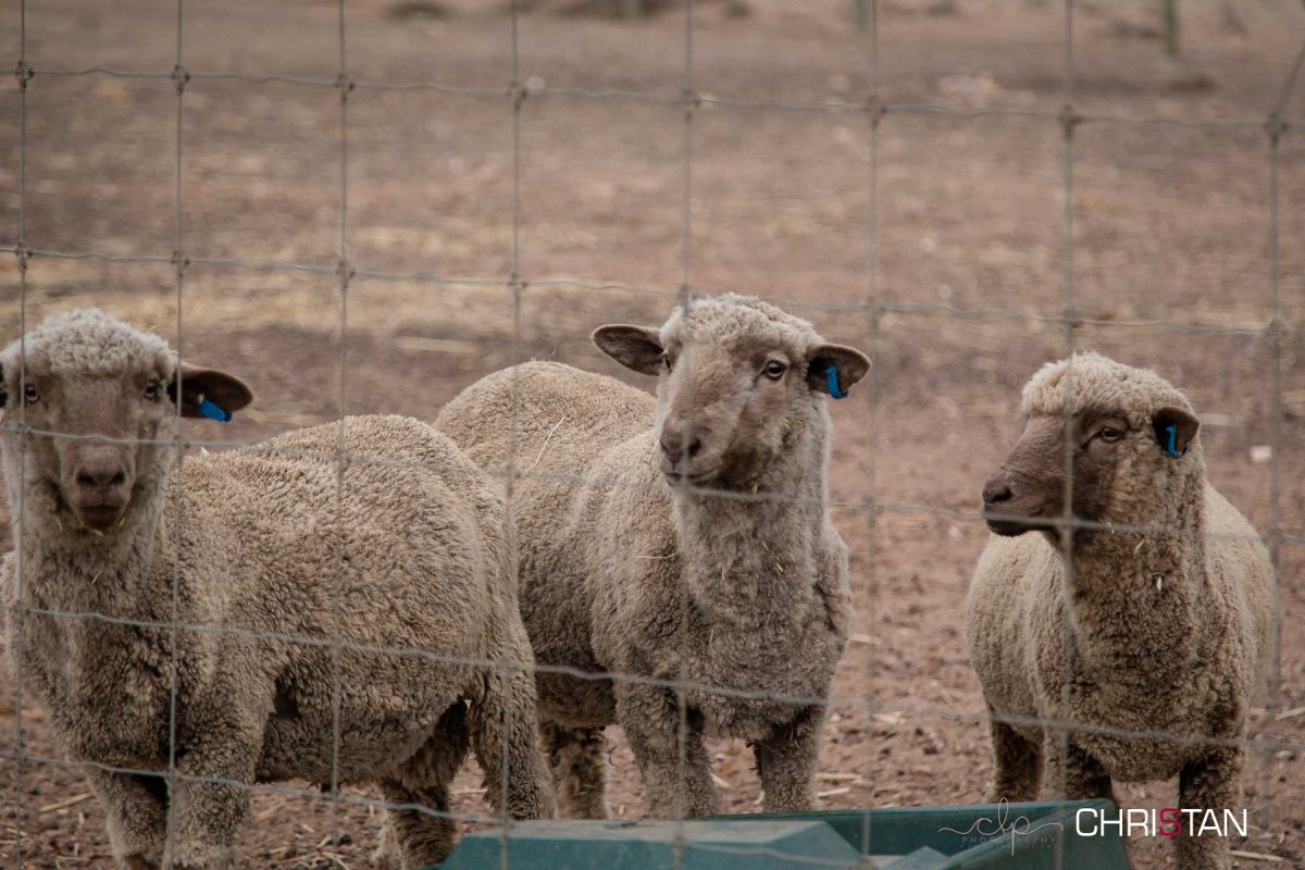 Christan-Farm---the-new-male-rams-2015-drop