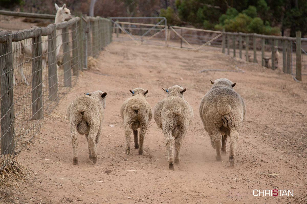 Christan-Farm---the-new-male-rams-2015-drop-and-Eaton