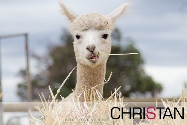 Christan-Soveriegn