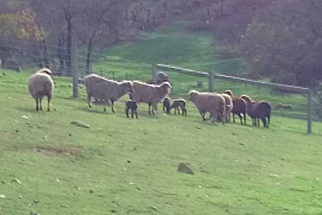 CHRISTAN FARM Lambs