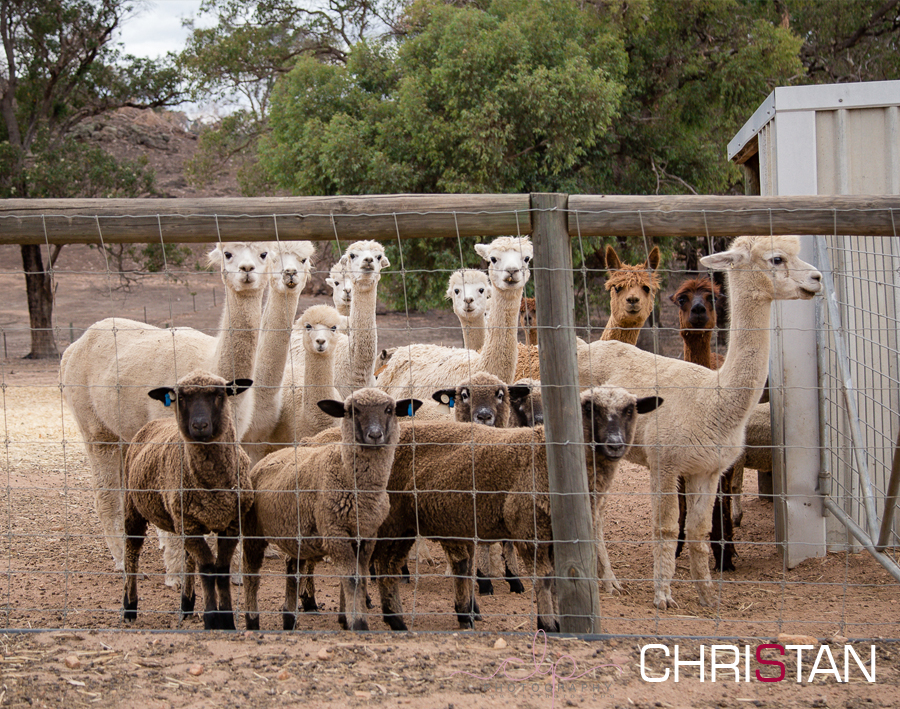 Alpaca Breeders in Australia