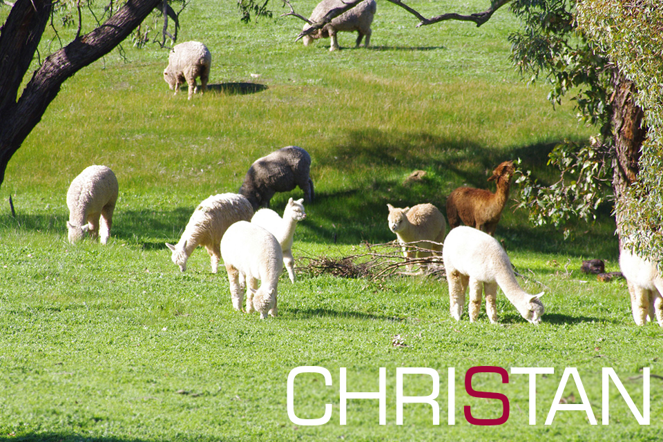 Christan Alpaca Farm