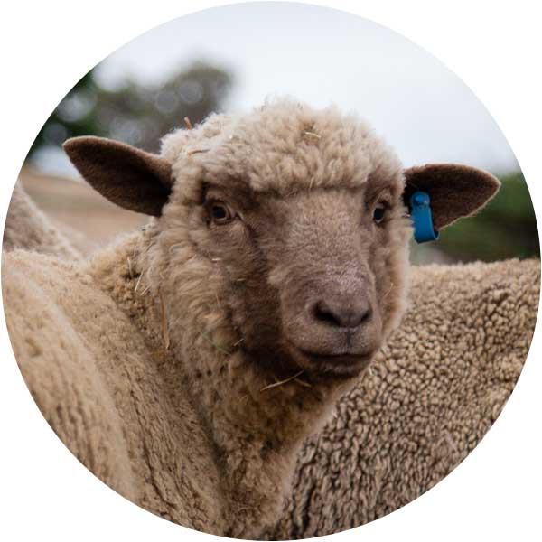 Sheep Choose A Fleece